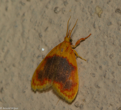 Rhodographa phaeoplaga