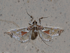 Neoleucinodes elegantalis