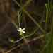 Curtia tenuifolia - Photo (c) olivier_fortune, algunos derechos reservados (CC BY-NC), subido por olivier_fortune