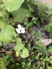 Nicotiana repanda