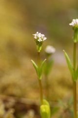 Plectritis congesta brachystemon