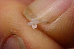 Plectritis congesta brachystemon