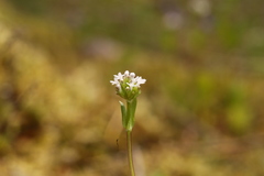 Plectritis congesta brachystemon