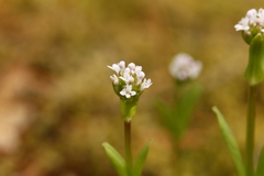 Plectritis congesta brachystemon