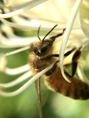 Apis mellifera