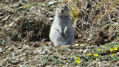 Urocitellus undulatus