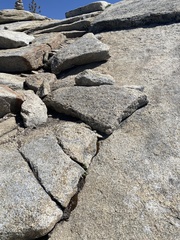 Pellaea bridgesii