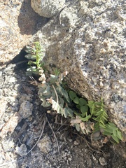 Pellaea bridgesii