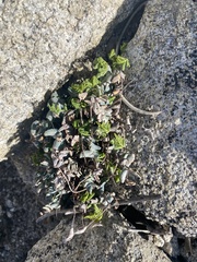 Pellaea bridgesii