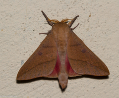 Adeloneivaia subangulata