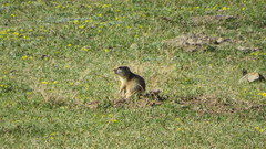 Urocitellus undulatus