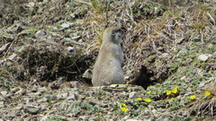 Urocitellus undulatus