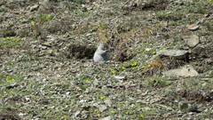 Urocitellus undulatus