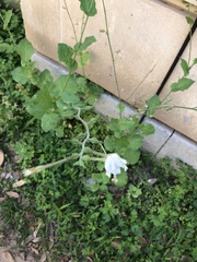 Nicotiana repanda