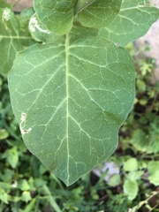 Nicotiana repanda