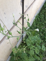 Nicotiana repanda