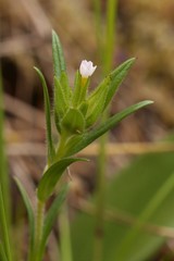 Microsteris gracilis