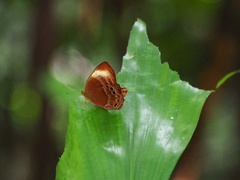 Abisara