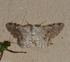 Thyrinteina arnobia
