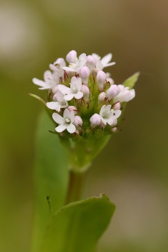 Plectritis