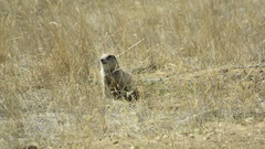 Urocitellus undulatus