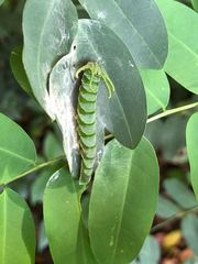 Polyura hebe