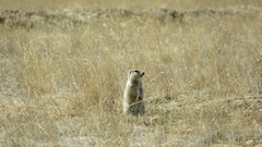 Urocitellus undulatus