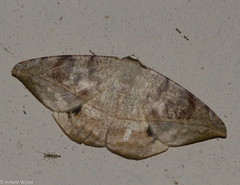 Oxydia vesulia