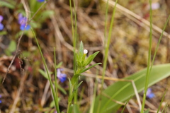 Microsteris gracilis