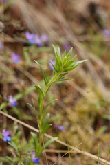 Microsteris gracilis