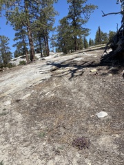 Pedicularis semibarbata