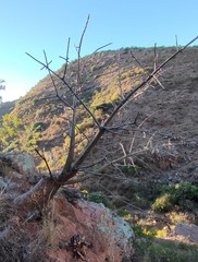 Vasconcellea quercifolia