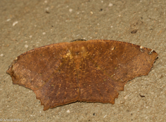 Paragonia cruraria
