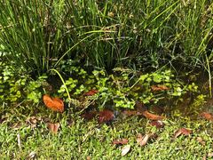 Hygrophila difformis