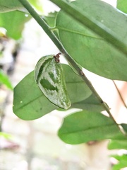 Polyura hebe