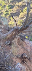 Vasconcellea quercifolia