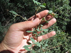 Lonicera subspicata