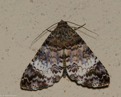 Coenipeta damonia