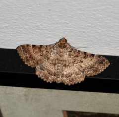 Polydesma boarmoides