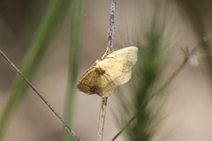 Nematocampa resistaria