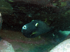 Eubalichthys bucephalus