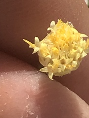 Acamptopappus sphaerocephalus