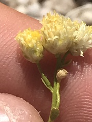 Acamptopappus sphaerocephalus