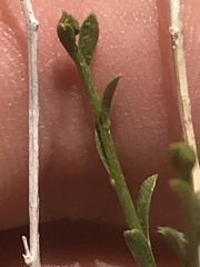 Acamptopappus sphaerocephalus