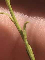 Acamptopappus sphaerocephalus