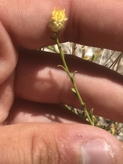 Acamptopappus sphaerocephalus