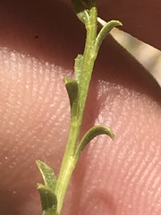 Acamptopappus sphaerocephalus