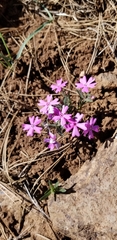 Phlox woodhousei