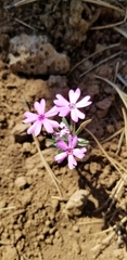 Phlox woodhousei
