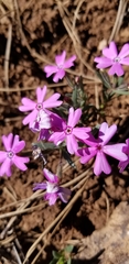 Phlox woodhousei